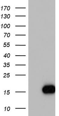 IL1RN Antibody (clone OTI3B1)