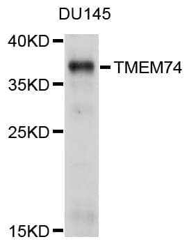TMEM74 Antibody