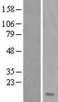 DSCR4 Protein (Over-Expression Lysate Myc-DDK (Flag))