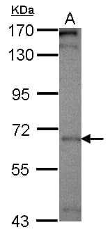 PICALM / CALM Antibody