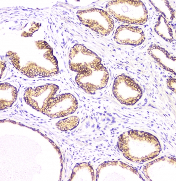 BAG6 / G3 / Scythe Antibody