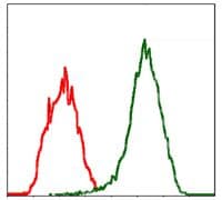Monoclonal Mouse anti-Human MSN / Moesin Antibody (clone 2C12, IHC, WB)