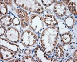 NPR3 Antibody (clone OTI4A1)