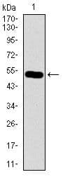 C17orf53 Antibody (Amino Acid: 282-527, clone 7A3A9)
