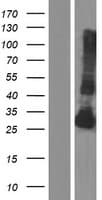 KLK4 / Kallikrein 4 Protein (Over-Expression Lysate Myc-DDK (Flag))
