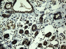 PRR11 Antibody (aa125-360, clone OTI5A8, Carrier-free)