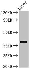 APOH / Apolipoprotein H Antibody