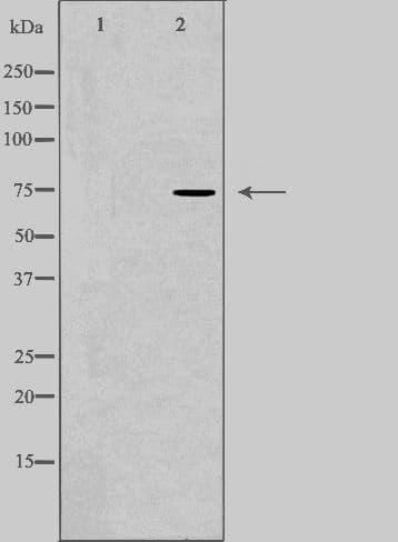 CLCNKA Antibody