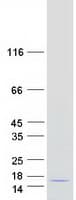 Human MIA / CD-RAP Protein (Recombinant Myc-DDK (Flag))
