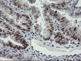 RFC2 / RFC40 Antibody (aa1-234, clone OTI3A7, Carrier-free)