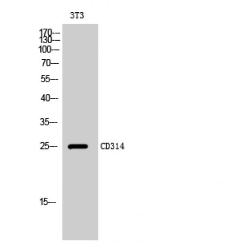 KLRK1 / CD314 / NKG2D Antibody (80-160 aa, Internal)