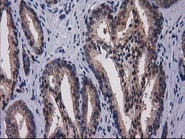 Gephyrin Antibody (clone OTI3C6)