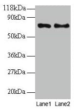 TAX1BP3 Antibody