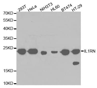 IHC-plus™ IL1RN Antibody