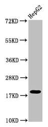 H1F0 Antibody