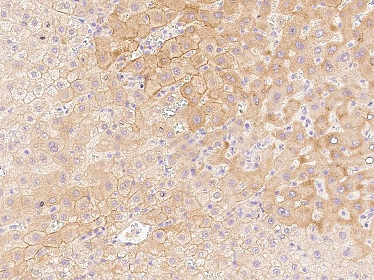 AQP9 / Aquaporin 9 Antibody (Preservative Free)