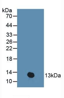 PKIB Antibody (aa8-76)