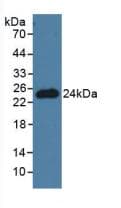 PNOC / Nociceptin Antibody (aa12-187)
