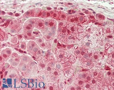 Polyclonal Rabbit anti-Rat CREM / ICER Antibody (C-Terminus, IHC, WB)
