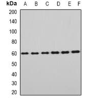 EYA3 Antibody