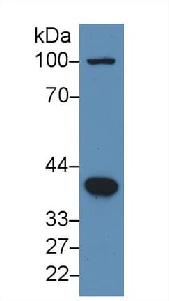 BMP2 Antibody (aa283-396)