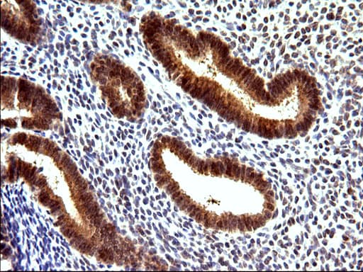 EMC8 / COX4NB Antibody (clone OTI1D6)