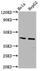 PANX3 / Pannexin 3 Antibody