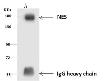 NES / Nestin Antibody (clone 11, Preservative Free)