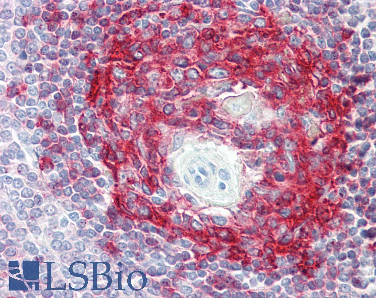 IHC-plus™ HLA-DR Antibody