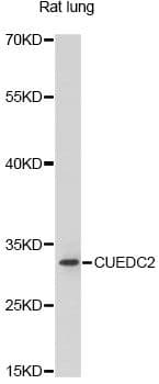 CUEDC2 Antibody