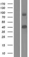PDE9A Protein (Over-Expression Lysate Myc-DDK (Flag))