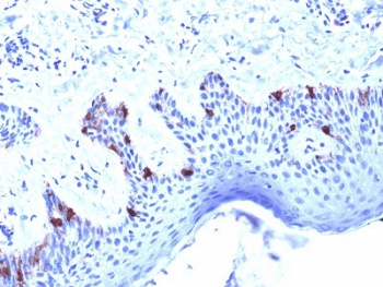 PMEL / SILV / gp100 Antibody (clone PMEL/2039, Azide-free, BSA-free)
