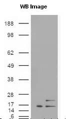 Polyclonal Rabbit anti-Human PIK3C3 / VPS34 Antibody (Internal, WB)
