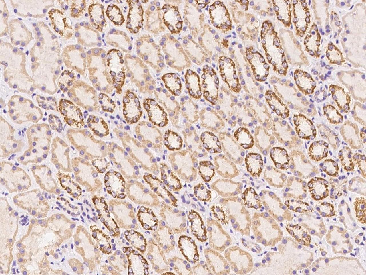 Polyclonal Rabbit anti-Human RAD9B Antibody (IHC)