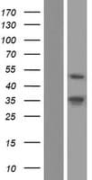PAX2 Protein (Over-Expression Lysate Myc-DDK (Flag))