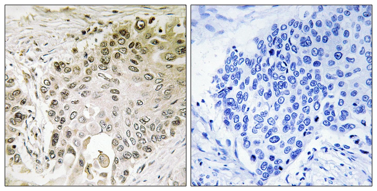 RFX2 Antibody