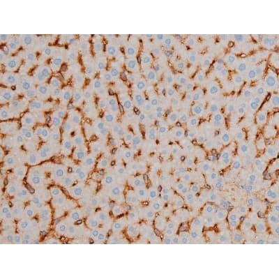 CREB1 / CREB Antibody (phospho-Ser142)