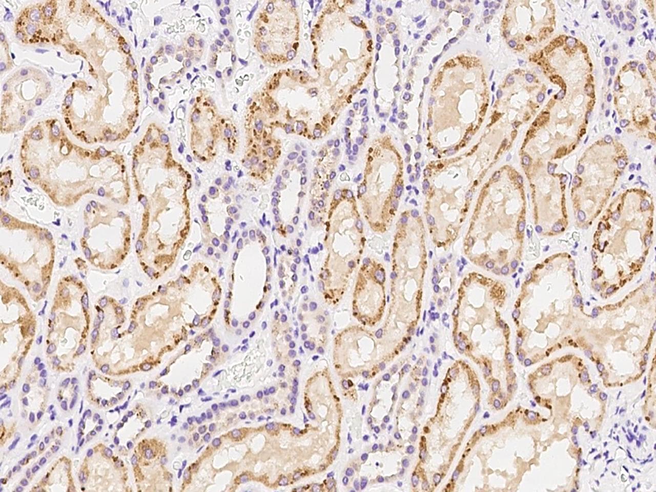 CEP68 Antibody