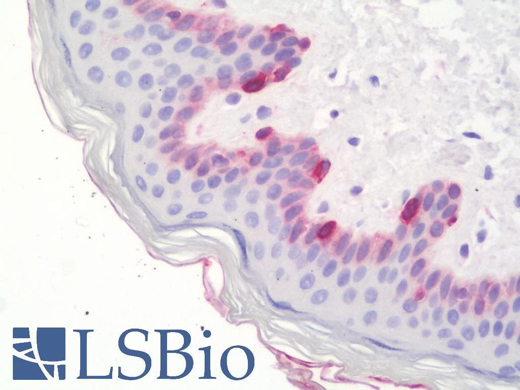IHC-plus™ SNCA / Alpha-Synuclein Antibody (C-Terminus)