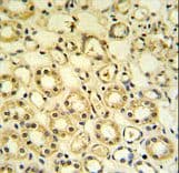 Polyclonal Rabbit anti-Human H6PD / G6PDH Antibody (aa743-769, IHC, WB)