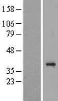 TAS2R3 Protein (Over-Expression Lysate Myc-DDK (Flag))