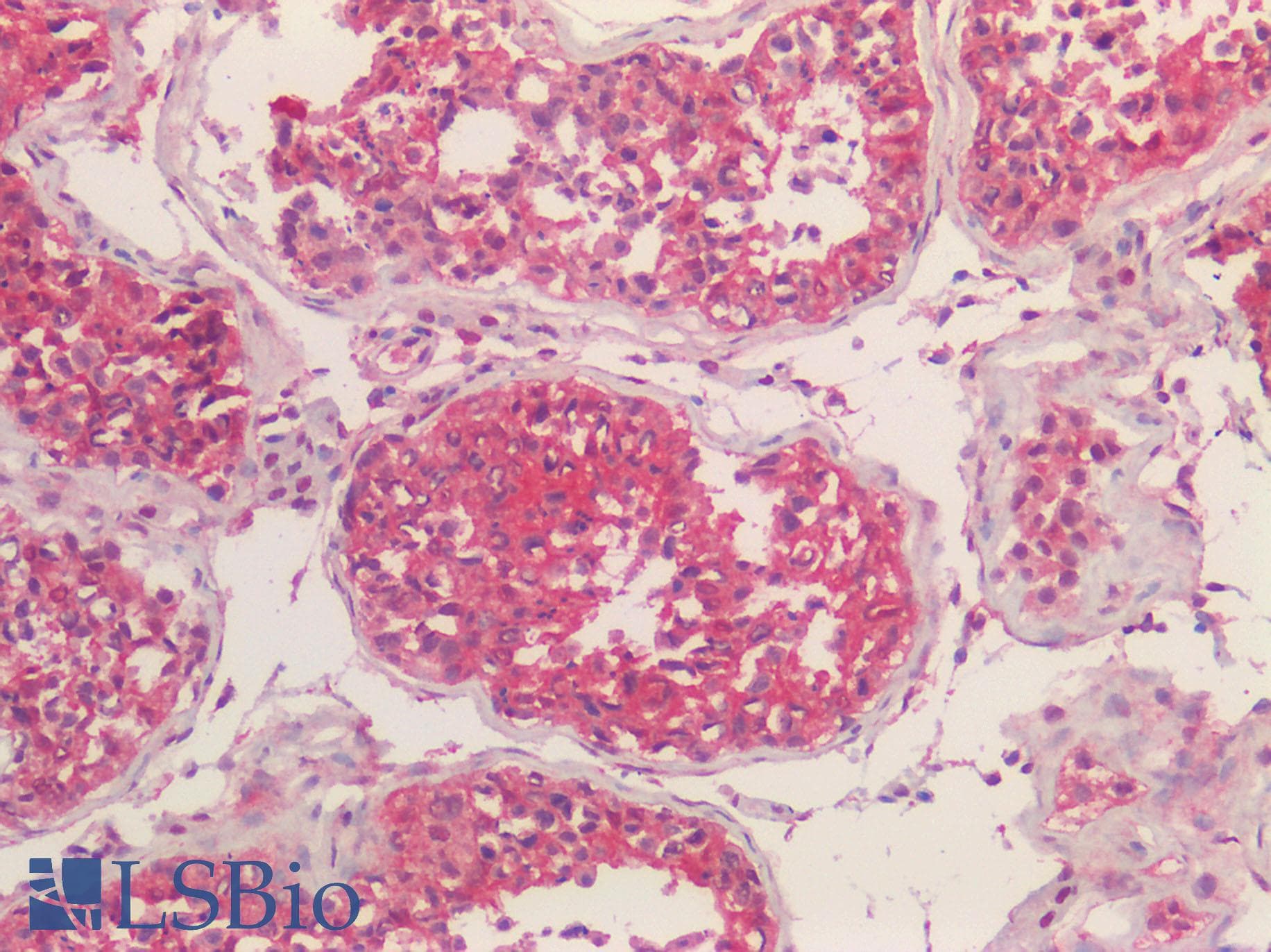 IHC-plus™ NALP3 / NLRP3 Antibody (N-Terminal)