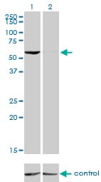 Monoclonal Mouse anti-Human TFB1 / GTF2H1 Antibody (clone 1F12-1B5, IF, WB)