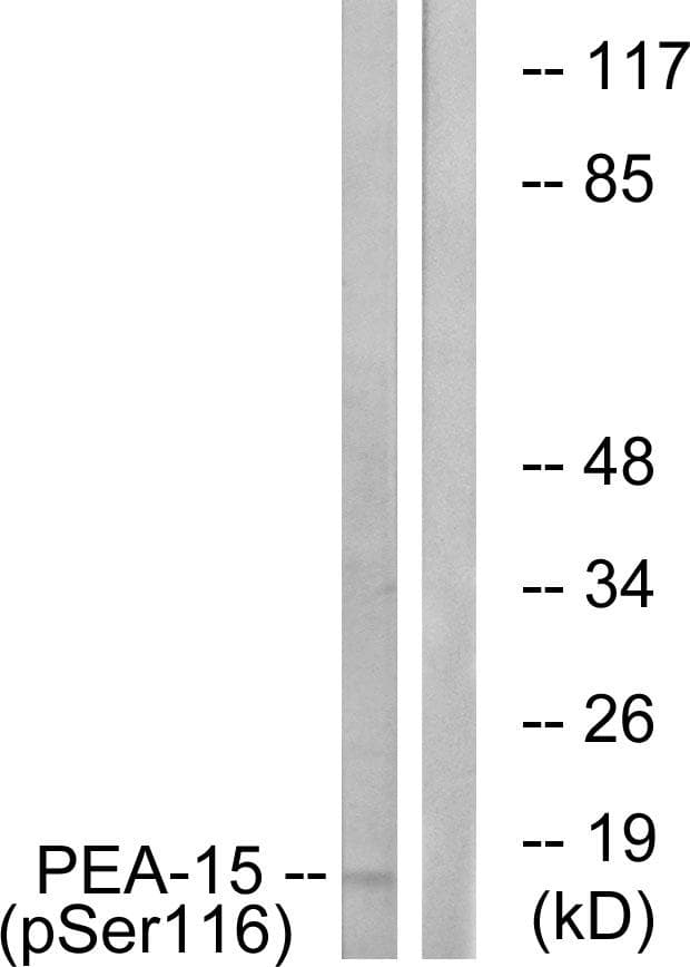 PEA15 / PEA-15 Antibody (phospho-Ser116)