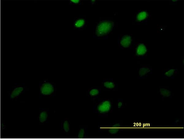 Monoclonal Mouse anti-Human MAZ Antibody (clone 3D2, IF, WB)