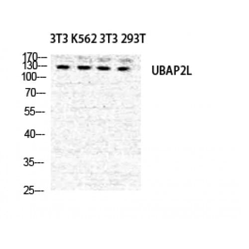 UBAP2L Antibody (530-610 aa, Internal)