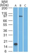 TLR2 Antibody (aa227-398, clone 67N17F8)