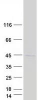 Human L3 / LASS2 Protein (Recombinant Myc-DDK (Flag))