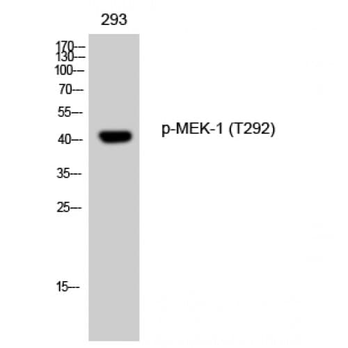 Polyclonal Rabbit anti-Human MAP2K1 / MKK1 / MEK1 Antibody (230-310 aa, IHC, IF, WB)