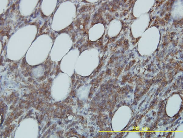 CDC37 Antibody (clone 3C7)